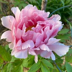 Meet your Posher, Libby